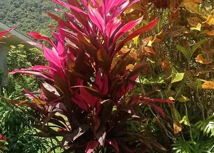 Eco Self-catering 1-2 * Grand Anse (Mahe)
